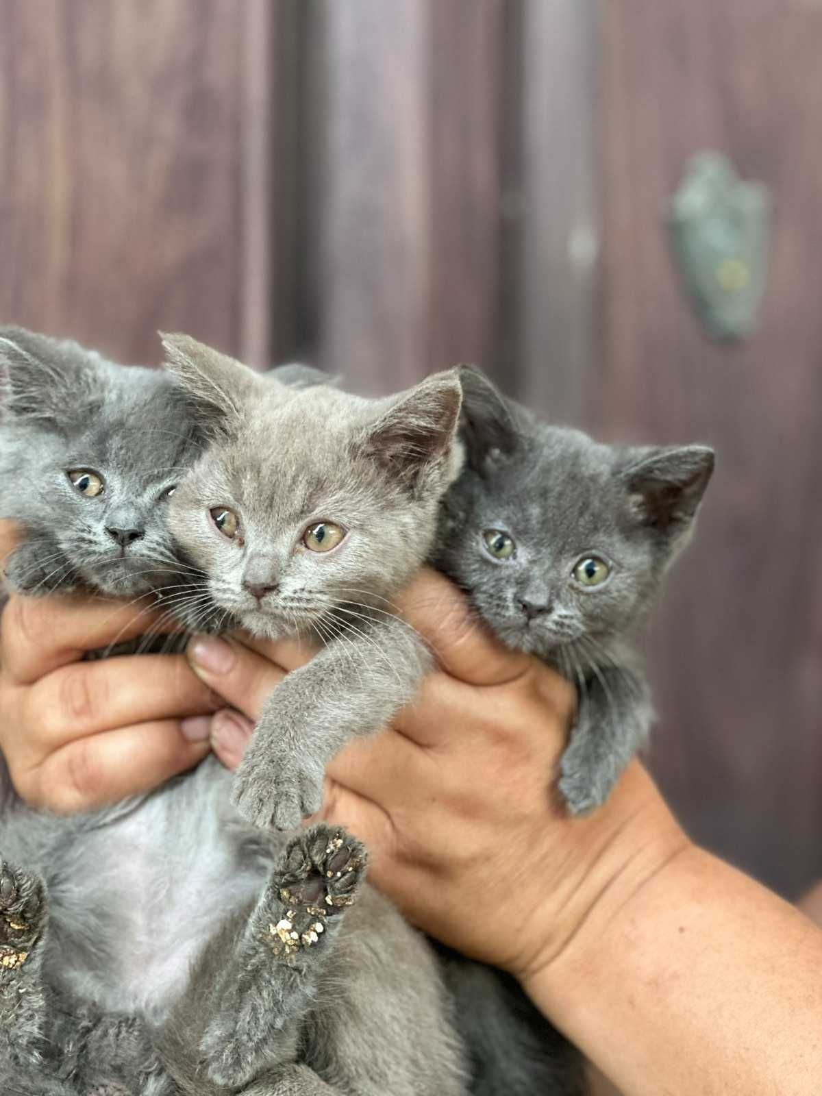 Шотлански котета