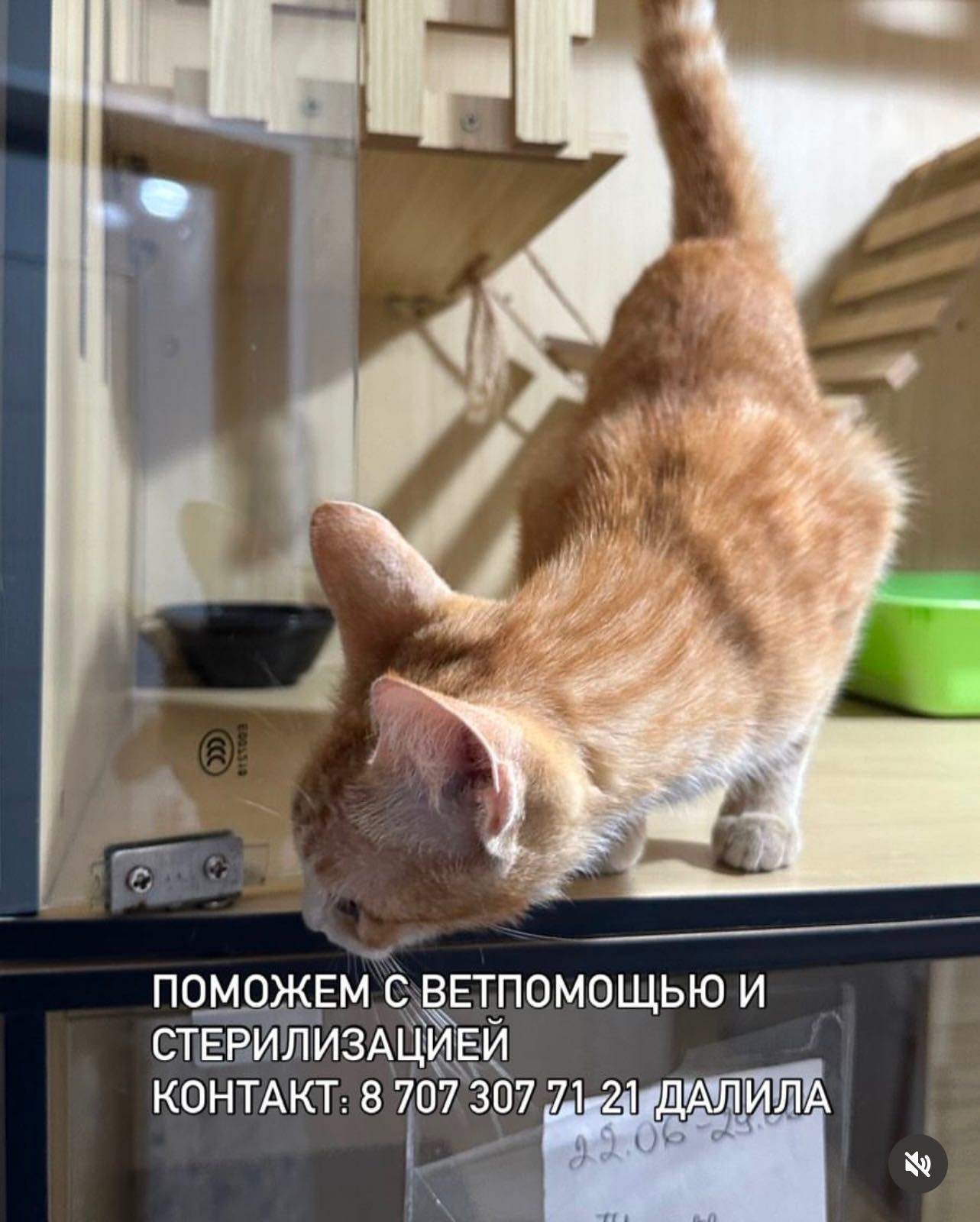 Ищем дом для кошки