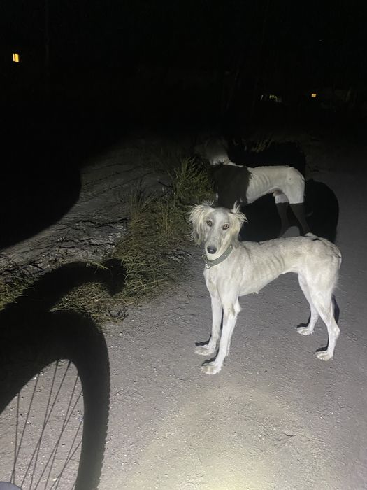 Тазы 4 жасар ауызданған ұрғашы