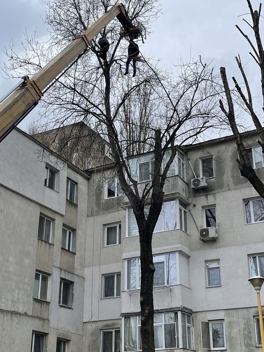 Toaletare/ tăiem copaci cu Alpinisti utilitari prețuri negociabile