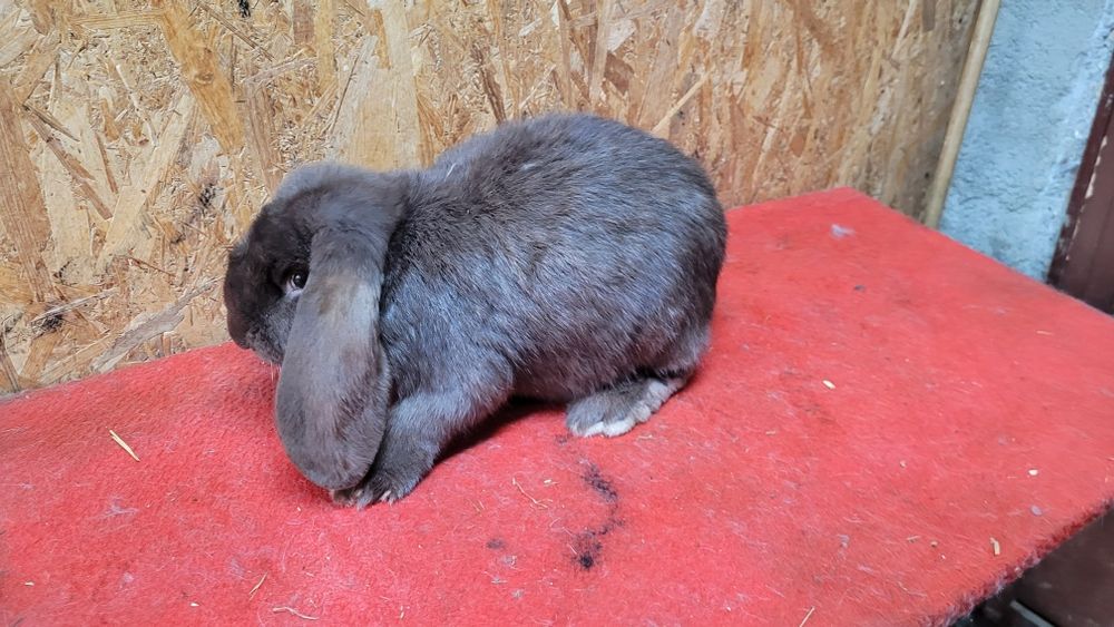 Iepuri berbec german