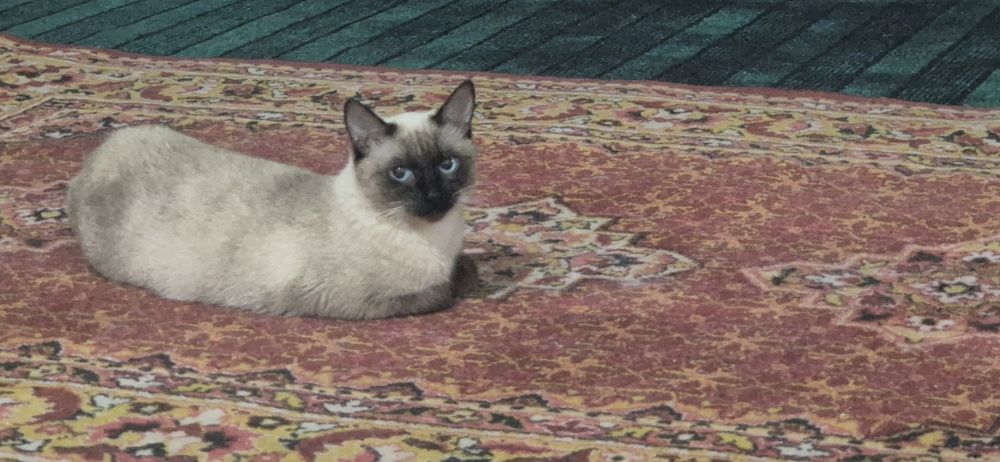 Хакикий сиамский..