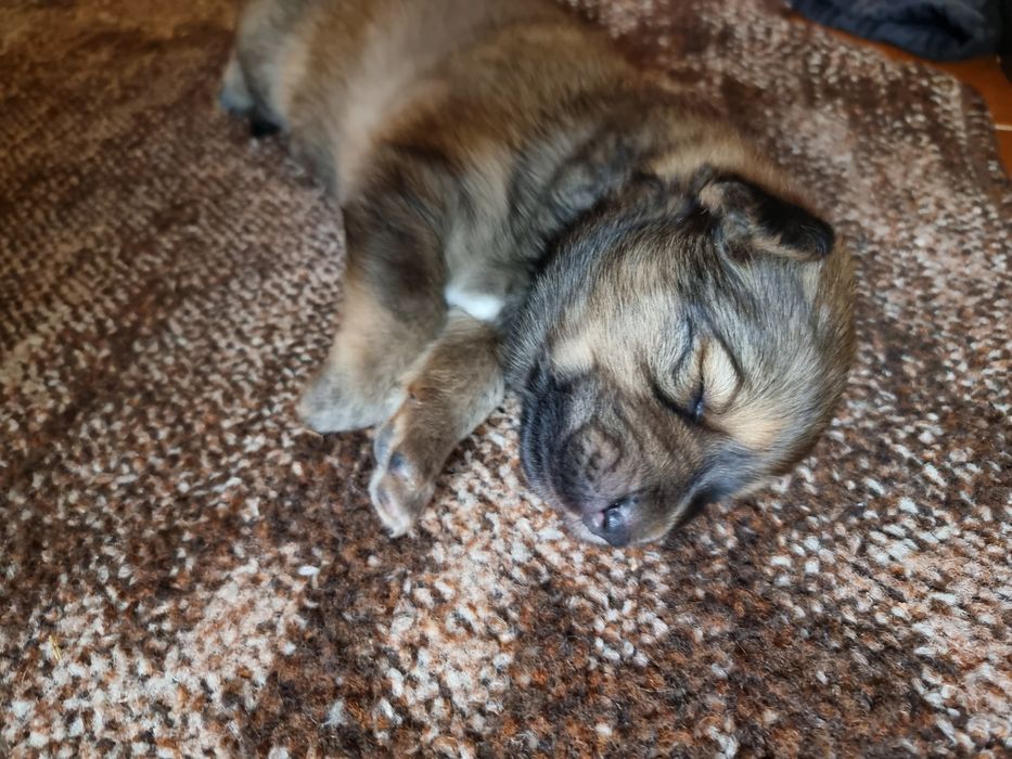 Щенки метисы ( мать чёрная бельгийская овчарка,  отец акита ину)