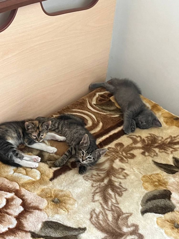 Отдам котят в хорошие руки.