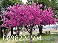 Див рожков (Cercis siliquastrum)  Дърво на Юда
