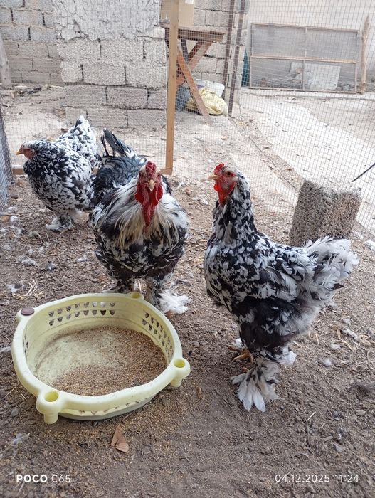 Брама Мраморная!