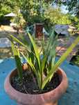 Palmier Phoenix Canariensis