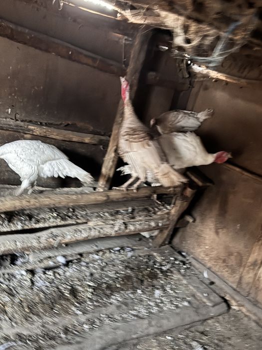 Vand curcani de tara