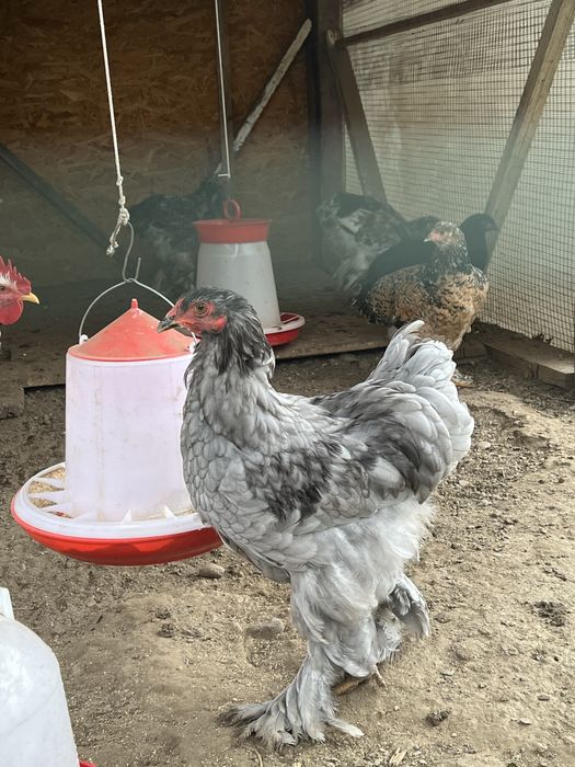 Cocos Brahma Albastru