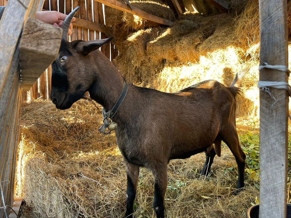 Vând Capra Metis Alpina