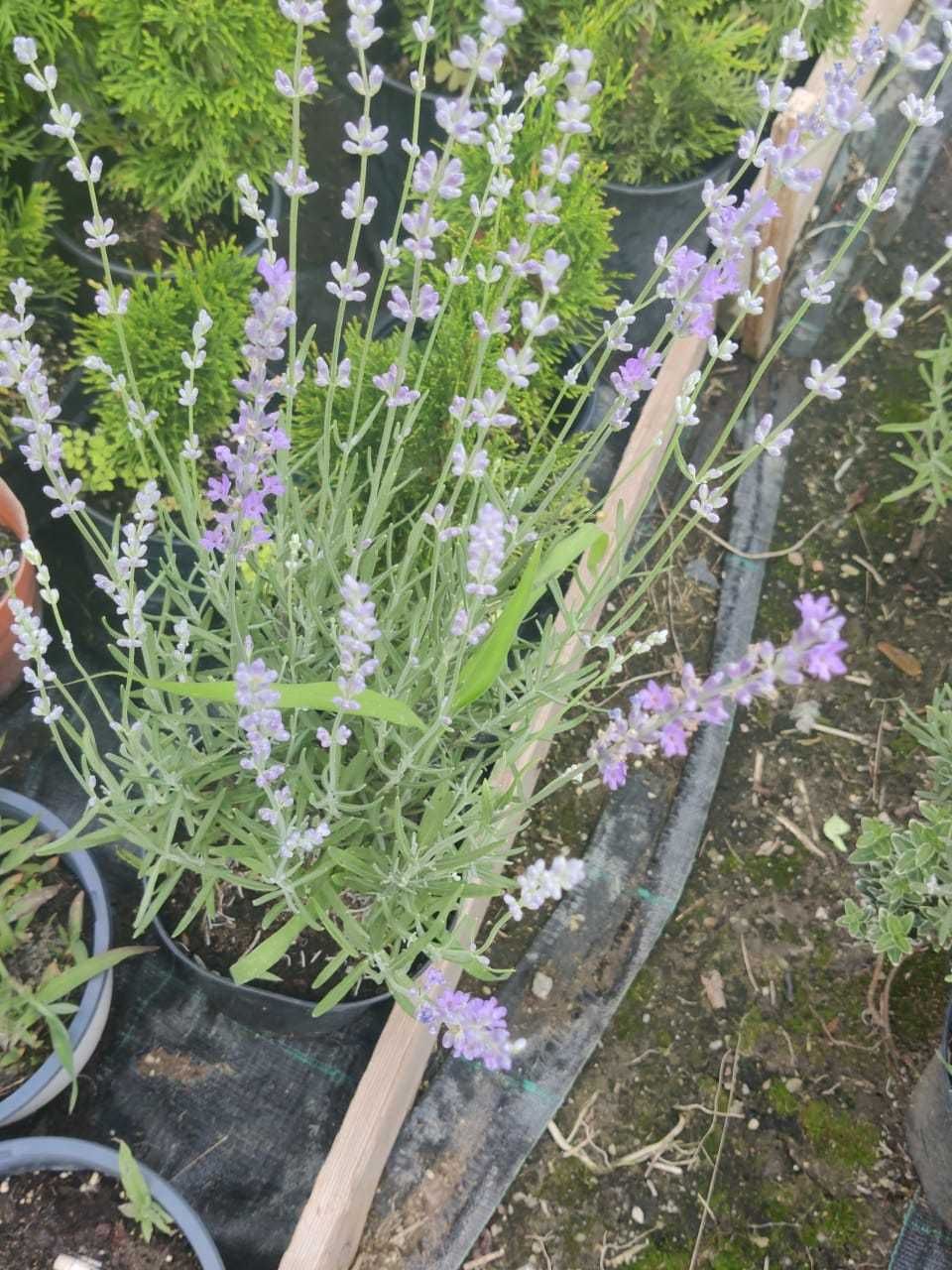 Lavanda Purple Elegance, Iarba Albastra, Pampas Roz, Hibbiscus,Buxus!