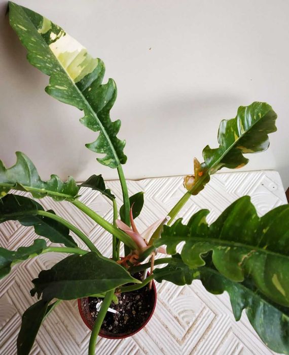 Филодендрон Ринг оф Фаер (тайский )-для дома и офиса