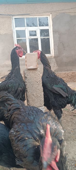 Qora shaxzoda jo'ja xo'rozlari sotiladi