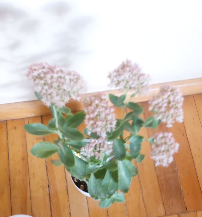 Вечно цветущий цветок