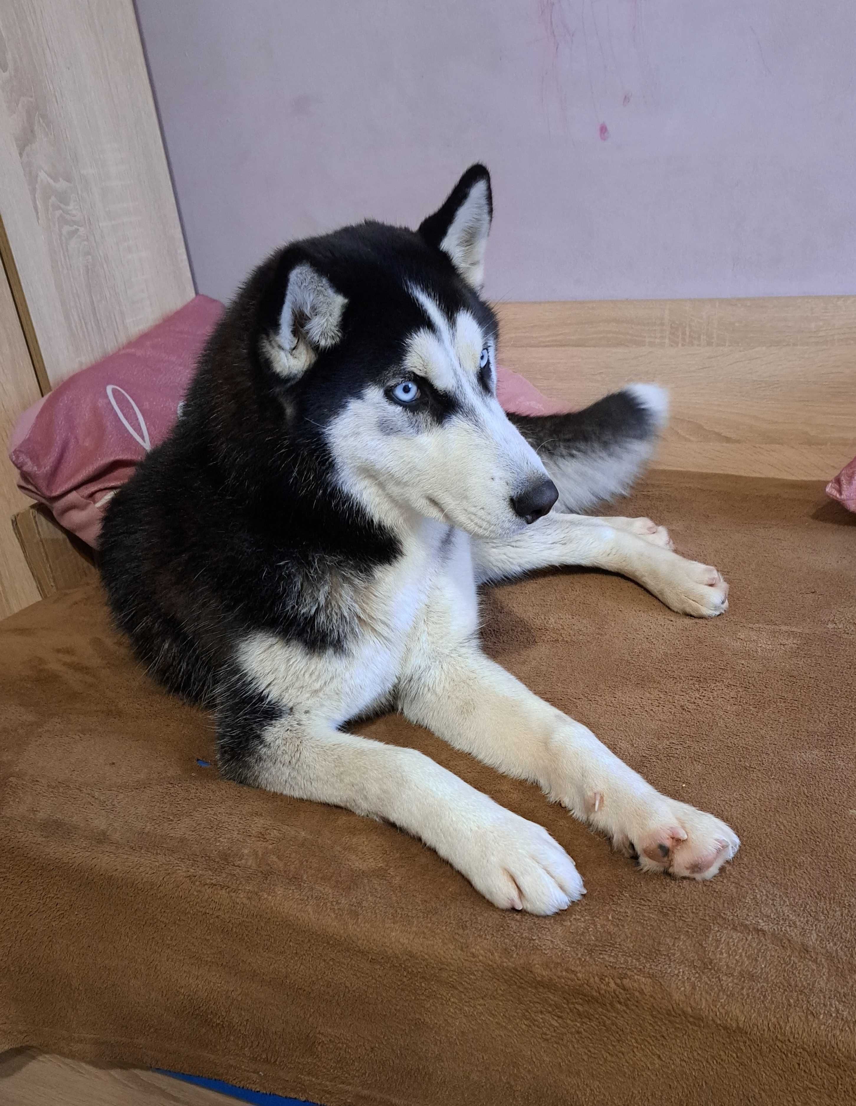 Продавам кученца