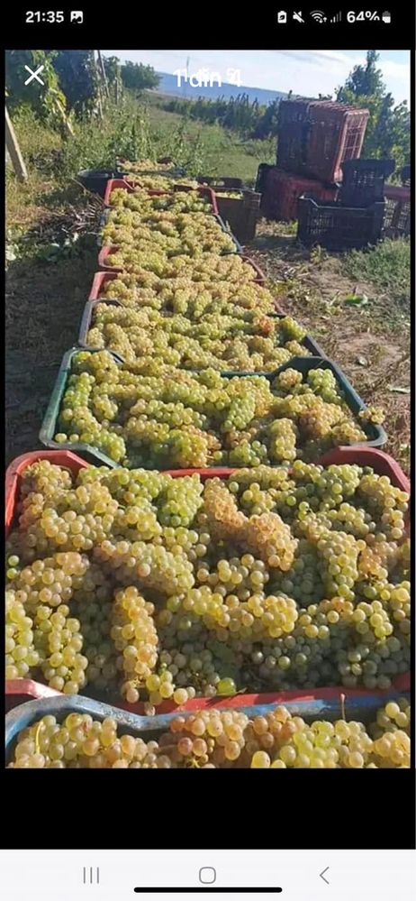 Vand struguri de vin productie 2024 transport la domiciliu