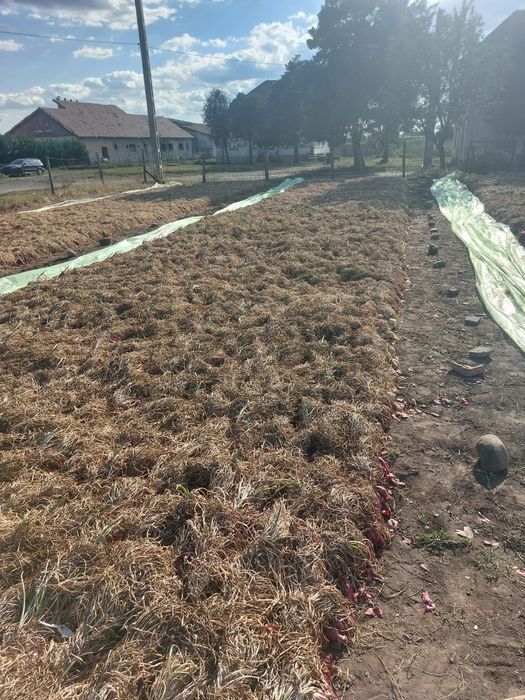 Ceapă roșie de buzău