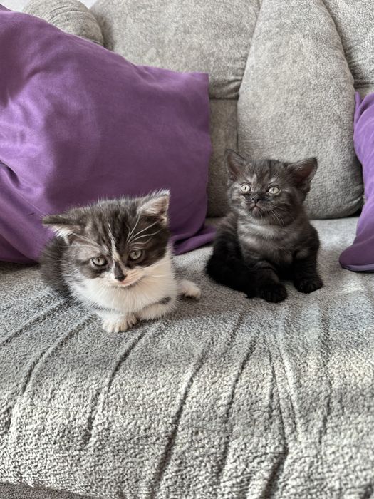 Скоттиш страйт котятки