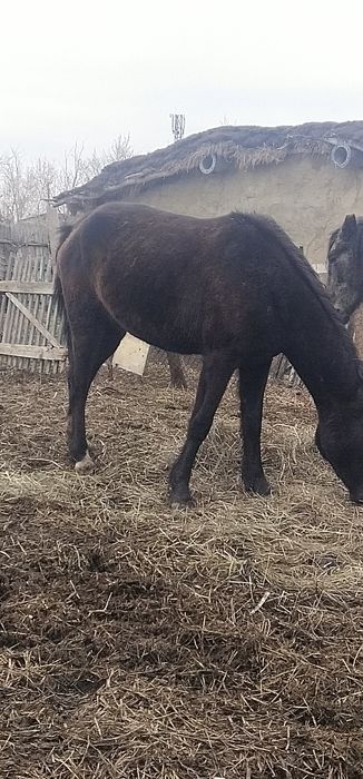 Кобыла возрос 6лет