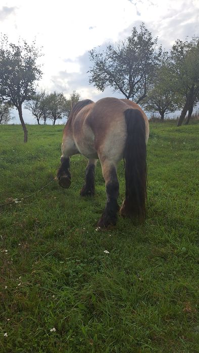 Vând iapă ardeneza, gestanta în 5 luni
