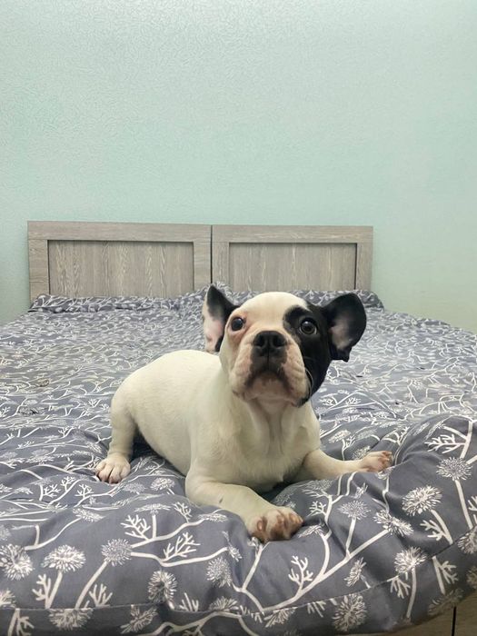 Щенок Французского Бульдога