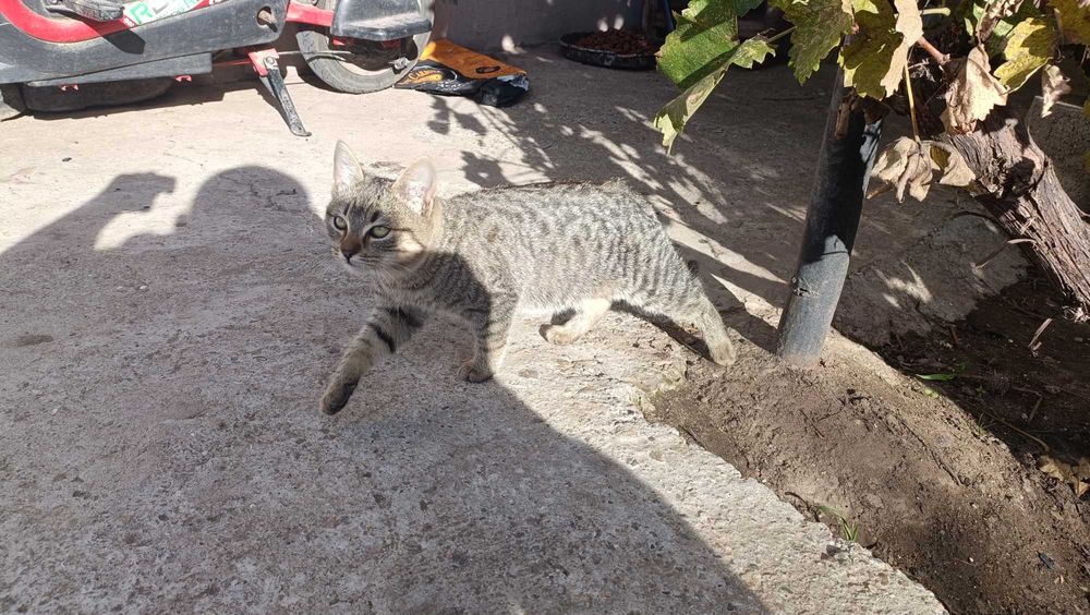 Pisici pisicuți aproximativ 3-4 luni spre donatie