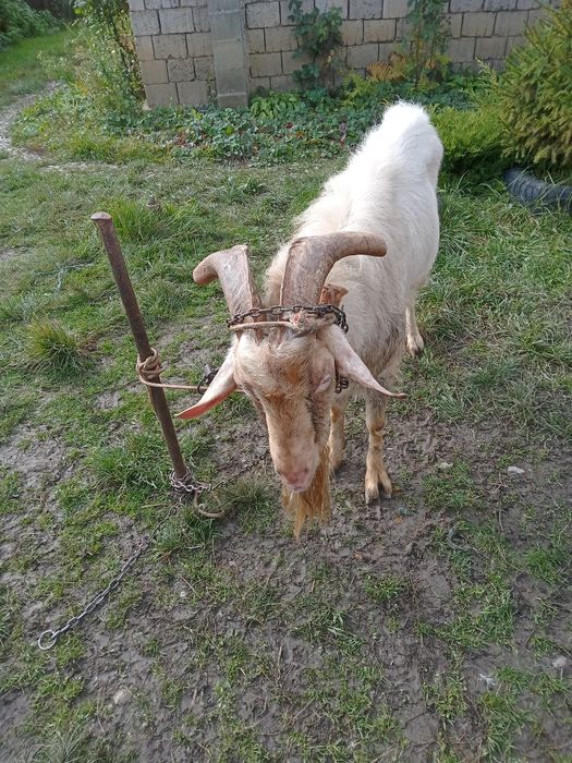 Ofer spre monta sau vînzare țap de Rasă