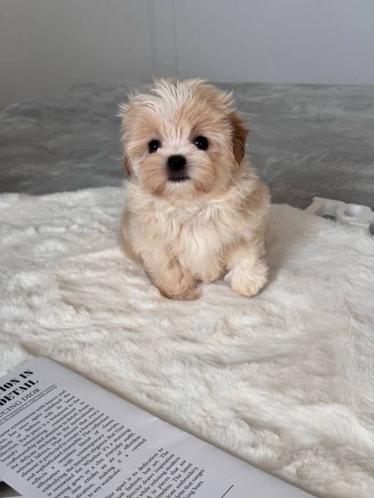 Мальтипу Ф1 - кремовники