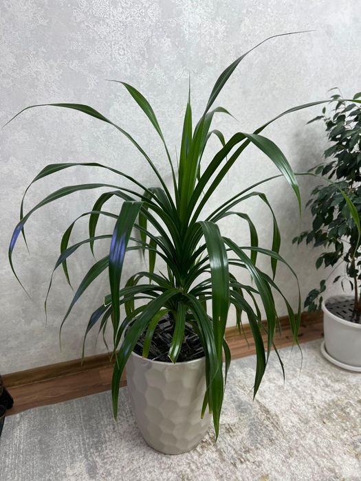 Продам большой комнатный цветок