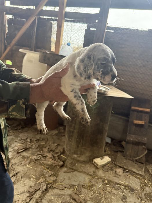 Английски сетери бебета