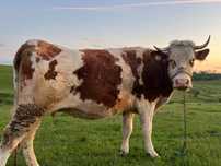 Vaca de vanzare !