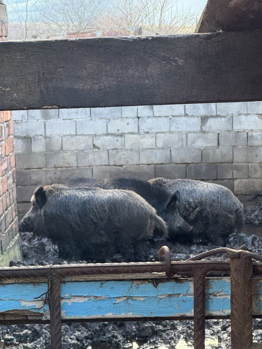 Два мъжки и  един женски нерез