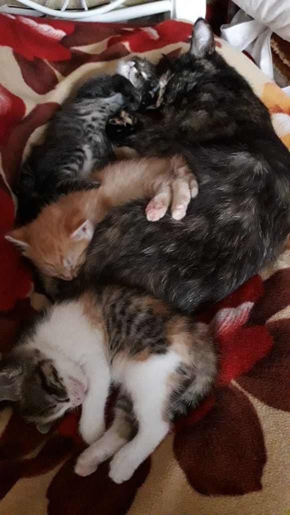 Котята крысыловы
