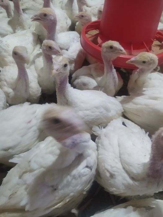 Big 6 kurka joʻjalariga zakaz olamiz