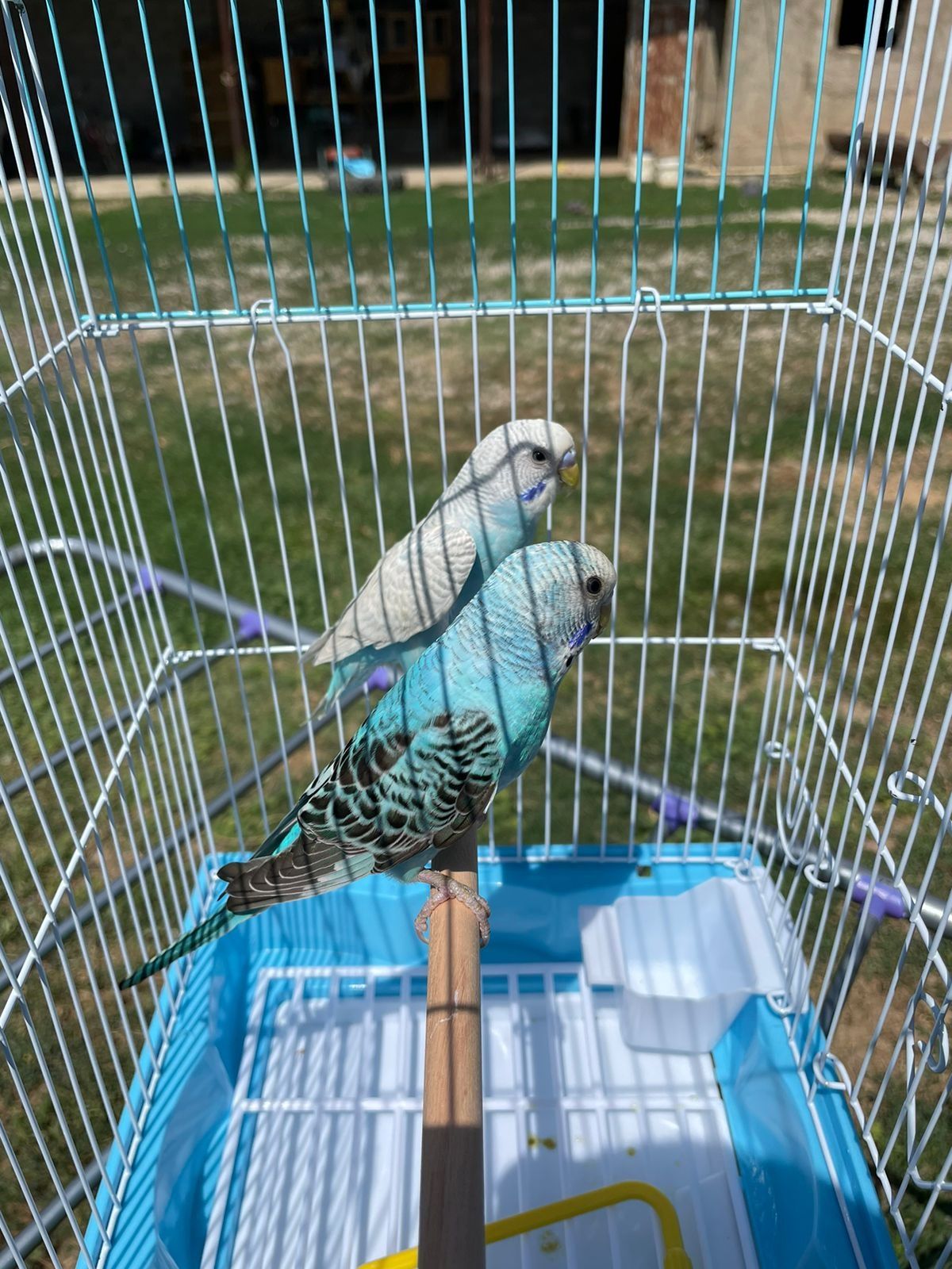 Попугай комплект