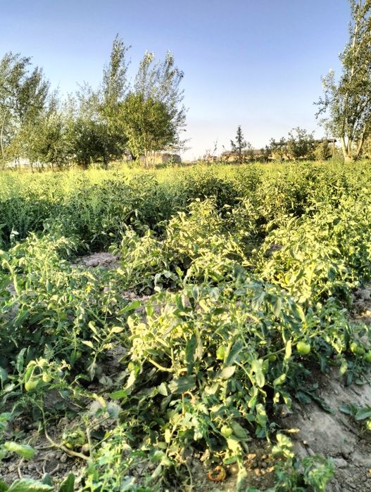 Deyarli tekinga beryapman