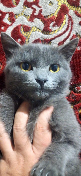 British shorthair zotdor mushuk