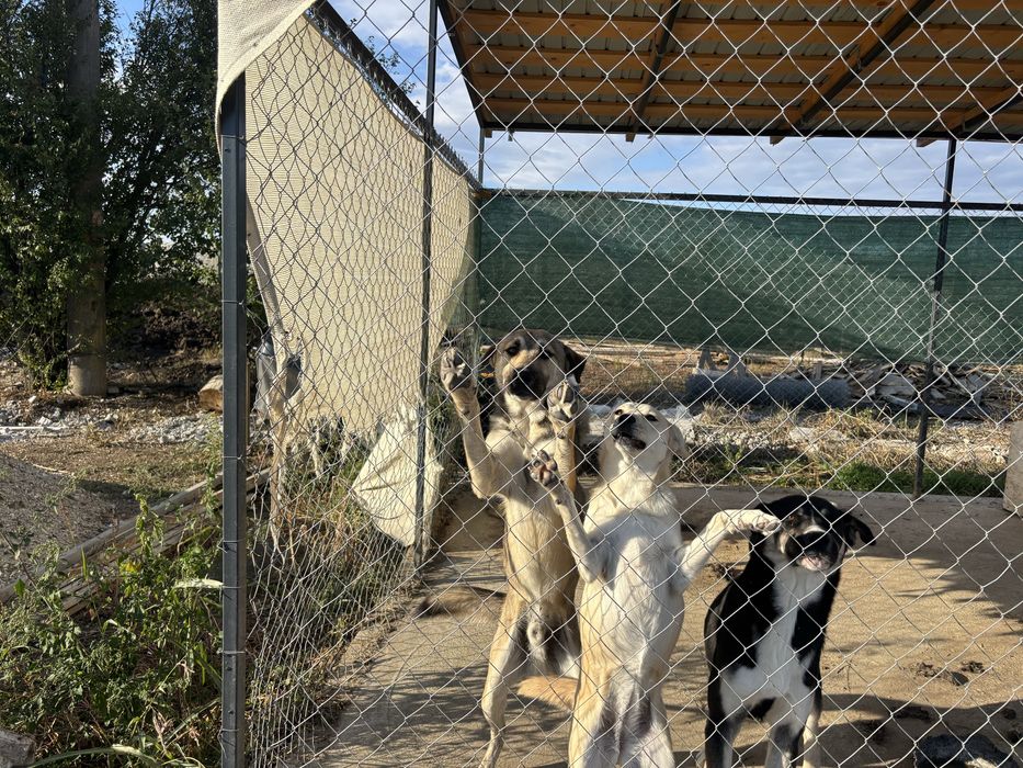Dau spre adoptie doi căței
