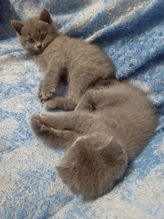 Срочно! Котята шотландские, чистокровные!