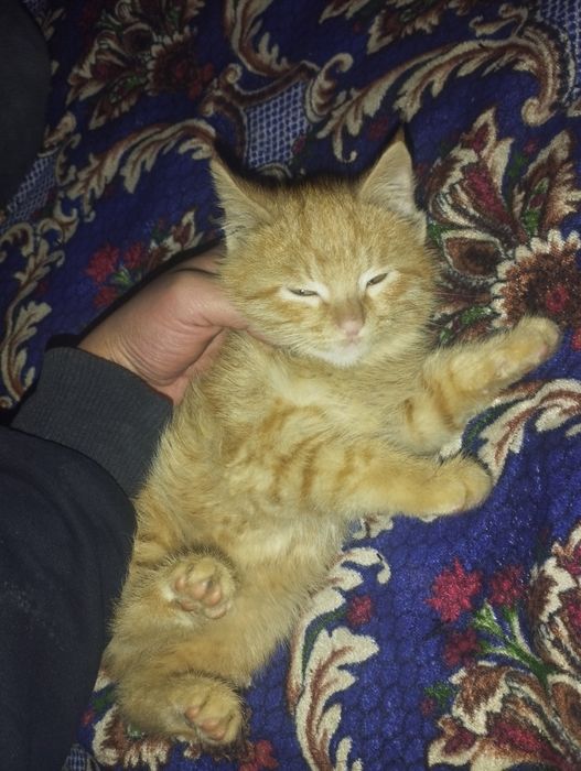 Mushuk Garfilddek rangda tekin