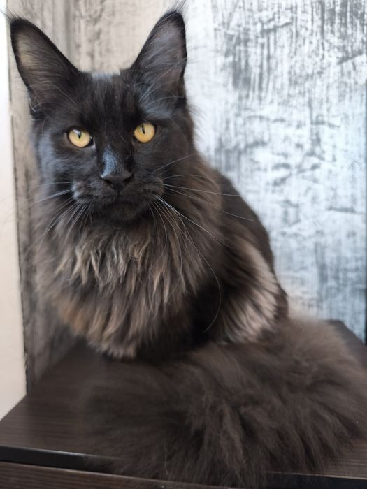 Честокръвни Мейн Куун