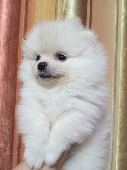 Щенки шпица девочки и мальчики