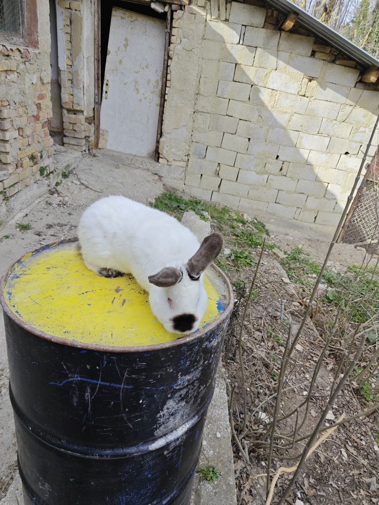 Калифорнийски зайци и други