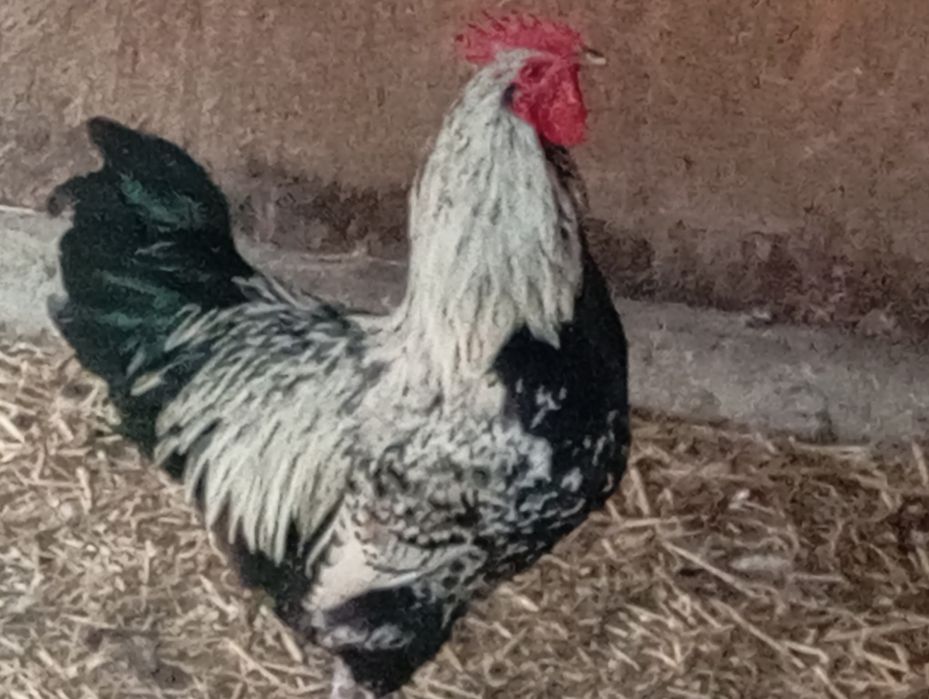 vand oua pentru incubat gaina  australop, susex, rate Pekin si leșești
