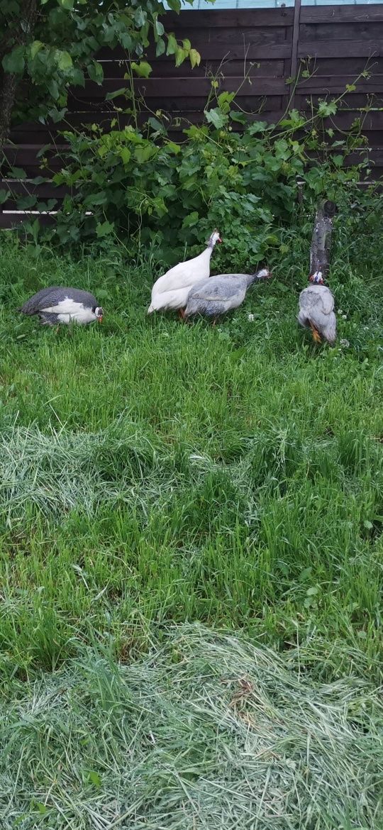 Familie bibilici