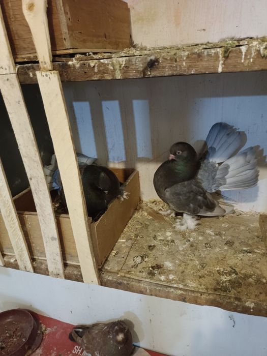 Продажа статных голубей