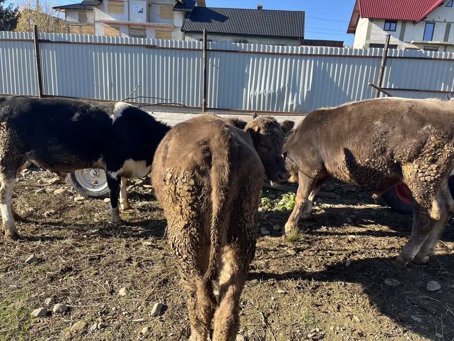 Vand vitei, in jur de un an,