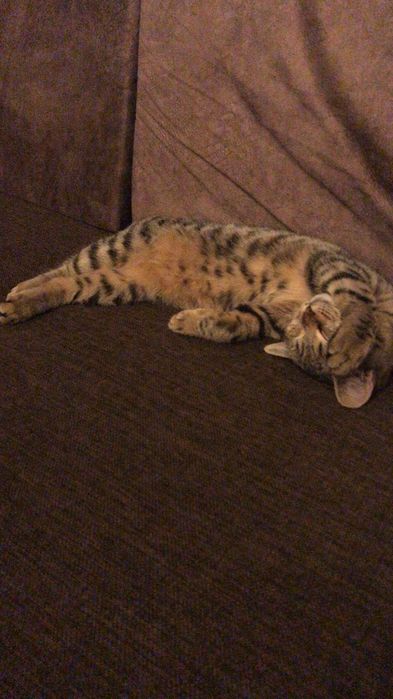 Котенок девочка тигрового цвета 5 месяцев