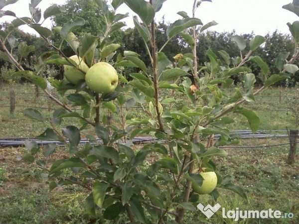 Pomi Fructiferi mari 3-7 ani  pe rod