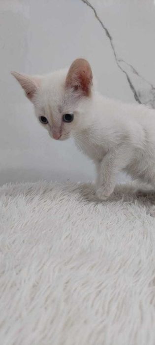 Котенок 2 месяца, девочка.